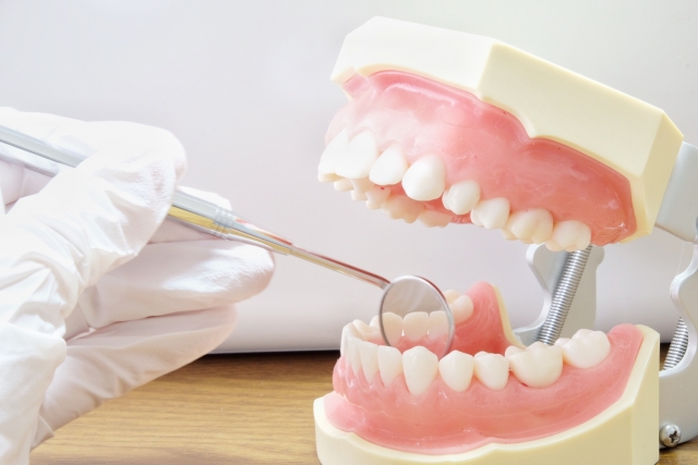 中村歯科コラム：注目を集める親知らずの移植法